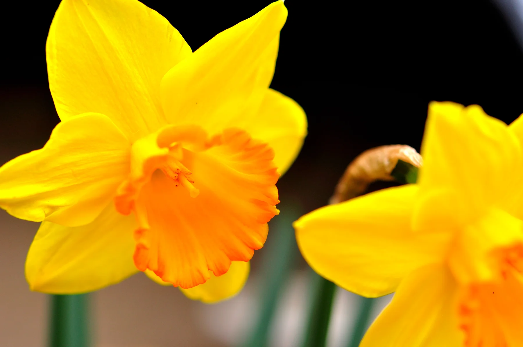 dsc_0008 dsc_0008